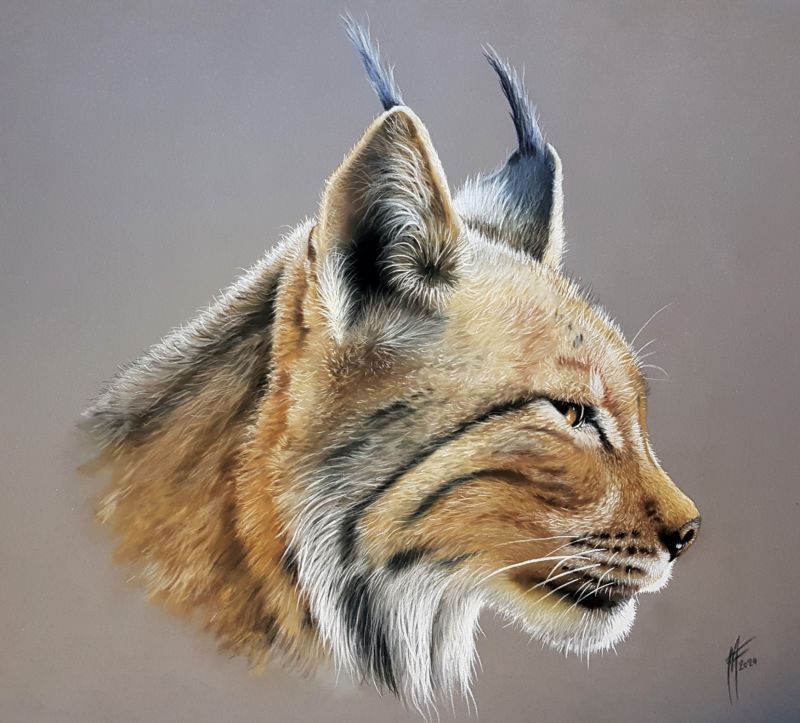 Lynx Web2