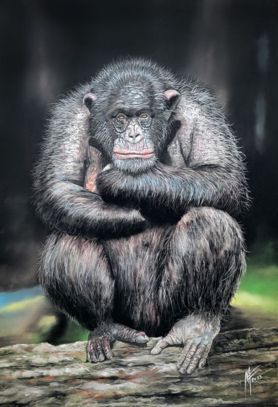 RegardPerplexeSurLhumanite WEB