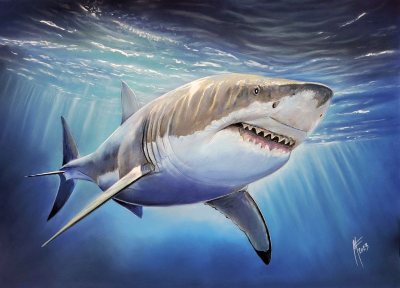 Requin Web