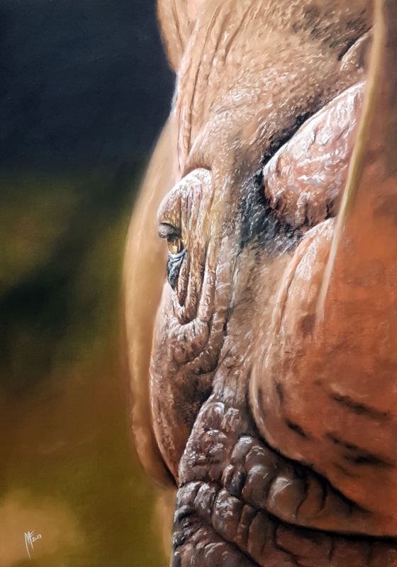 Rhino Web